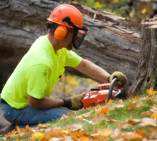 tree services Franklin Center